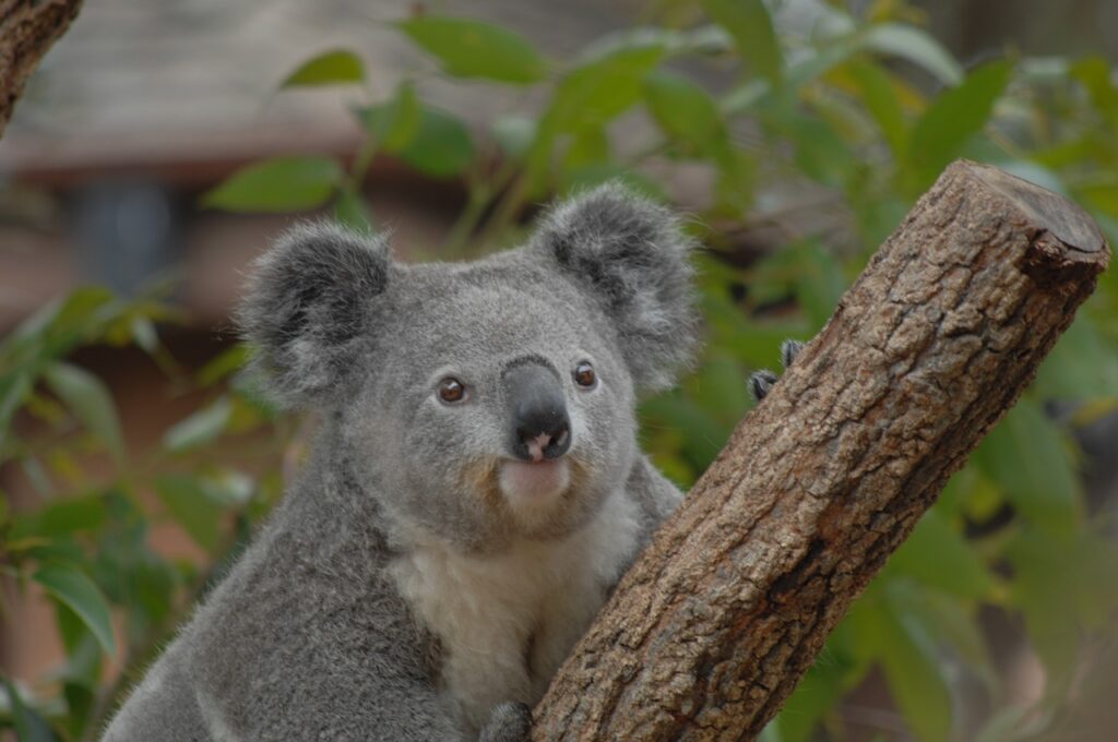Fernreisen Australien Ozeanien für Individualreisen und Gruppenreisen
